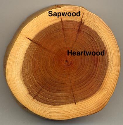 Cross section of a tree showing the sapwood and heartwood and bark.